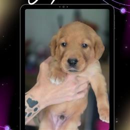 Green Collar - Jupiter - Yellow male Labrador Retriever puppy in Sumerduck, Virginia from Cedar Mountain Retrievers