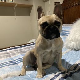 Jet - French Bulldog