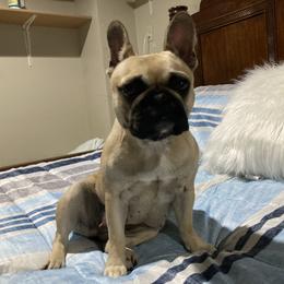 Jet - French Bulldog