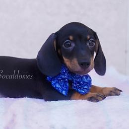 George - Black and tan male Dachshund puppy in Apple Valley, California from Socaldoxies