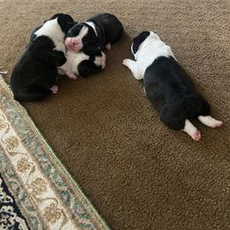 Boy 2 - Black brindle and white male Boston Terrier puppy in Morrow, Ohio from Paloma's Legacy Boston Terriers