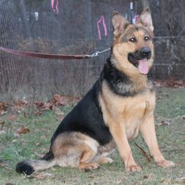 Bacall vom Benza Haus - German Shepherd