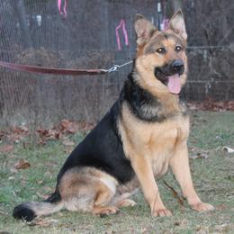 Bacall vom Benza Haus - German Shepherd