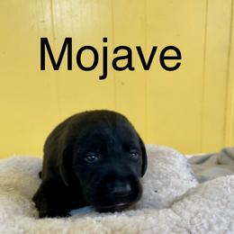 Mojave - Black male Labrador Retriever puppy in Mineral, Virginia from Canine Assist