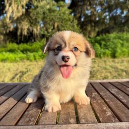 Georgia (Financing Available) - Red female Pembroke Welsh Corgi puppy in Inverness, Florida from Canaan Farm Corgis