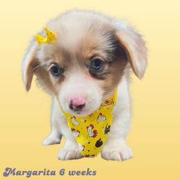 Margarita - Blue merle and white female American Corgi puppy in Mansfield, Ohio from Moonrise corgis