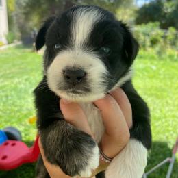 Neapolitan - Black tri male Miniature Australian Shepherd puppy in Sonora, California from Quarle Ranch Mini Aussies
