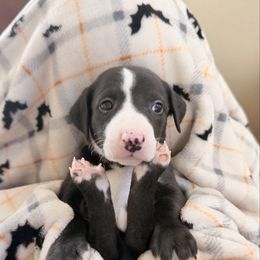 Boy 3 - Black male Whippet puppy in Menifee, California from Wonderstruck
