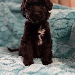 Ninja - Black and white female Portuguese Water Dog puppy in Dunnellon, Florida from Infiniti