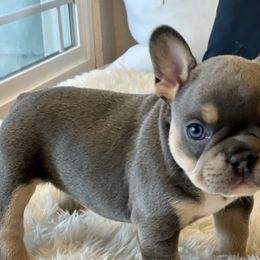 Boy 6 - Blue French Bulldog puppy in Gardnerville, Nevada from Our House French Bulldogs