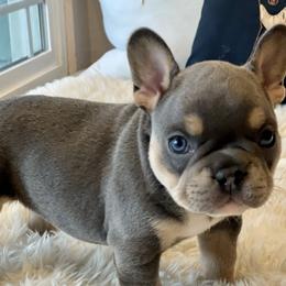 Boy 6 - Blue French Bulldog puppy in Gardnerville, Nevada from Our House French Bulldogs