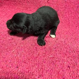 Countess - Black female Australian Shepherd puppy in Whitwell, Tennessee from Owl Hollow Farm