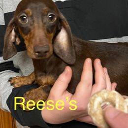Reeses - Dachshund