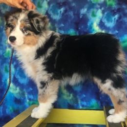 Australian Shepherd Puppies from Heartfire Aussies