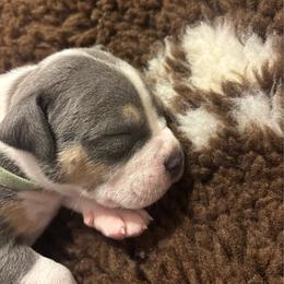 Helaena - Blue tri-color female American Bully puppy in Henderson, Kentucky from Medusa’s Bullies