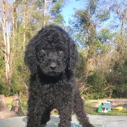 Julie - Poodle puppy in Wellborn, Florida from Jeannie Doodles and Poodles