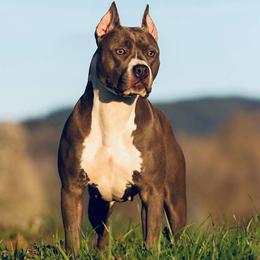 Evay - American Pit Bull Terrier