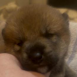 Ace - Red male Shiba Inu puppy in Clewiston, Florida from Animal Farm Shiba Inus & Mameshibas