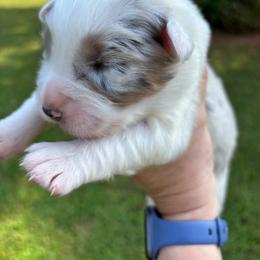 Rachel - Blue merle female Australian Shepherd puppy in Bethlehem, Georgia from CJ Farm and Kennels