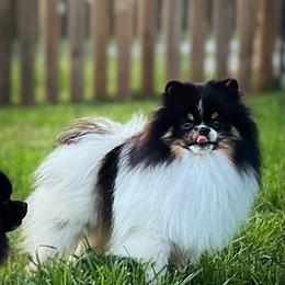 Waffles - Pomeranian