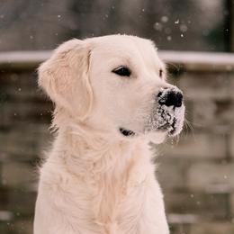 Golden Retrievers from Indy's God Given Goldens