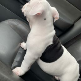 American Bully Puppies from D1.Bullz.And.Thangz