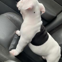 American Bully Puppies from D1.Bullz.And.Thangz