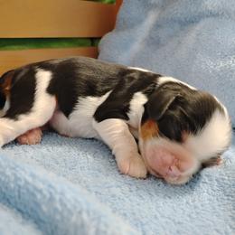 Carissa - Tri-color female Cavalier King Charles Spaniel puppy in Sabetha, Kansas from Apple Blossom Cavaliers
