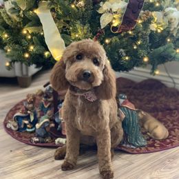 Coco - Goldendoodle