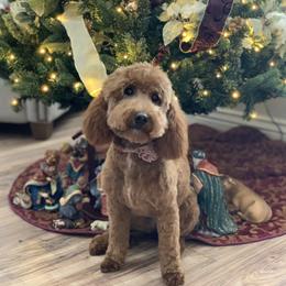 Coco - Goldendoodle