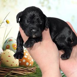 Male 1 - Black and tan male Cavapoo puppy in Coshocton, Ohio from Forever Family Puppies