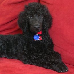 Poodle Puppies from Poodle Sense