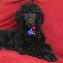 Poodle Puppies from Poodle Sense