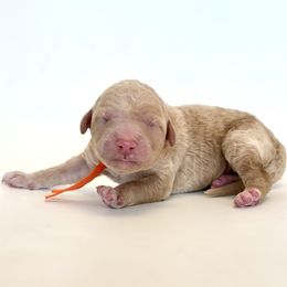 Moose - Cream male Goldendoodle puppy in Pulaski, Tennessee from Doodle My Heart