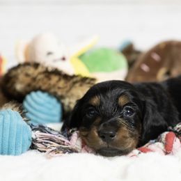 Dachshund Puppies from Saginaw Dachshunds