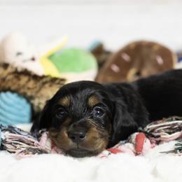 Dachshund Puppies from Saginaw Dachshunds