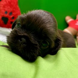 AKC Aspen - Chocolate male Shih Tzu puppy in Statesboro, Georgia from Magnolia Small Breeds