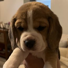 Girl 5 - Beagle puppy in Crawfordville, Indiana from Flatbroke Beagles