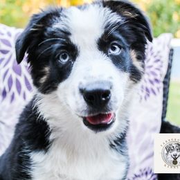 Lily - Black tri female Miniature Australian Shepherd puppy in Oakland, Maryland from Yarborough Kennels