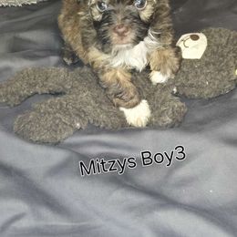 Boy 3 - Havanese puppy from Havanese Puppies Columbus