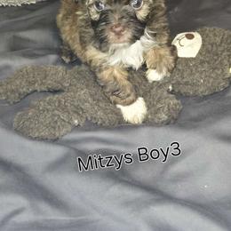 Boy 3 - Havanese puppy from Havanese Puppies Columbus