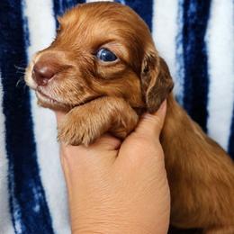 Boy 2 - Red male Dachshund puppy in Clayton, Indiana from Love Struck Miniature Dachshunds