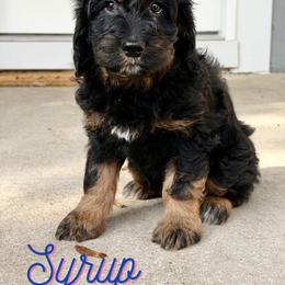 Syrup - Sable male Aussiedoodle puppy in Ellenburg Center, New York from Kristin's Puppies