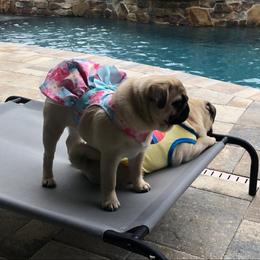 Pug Puppies from Pickwick Pugs