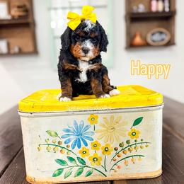 Happy - Tri-color female Bernedoodle puppy in West Haven, Utah from Split Mountain Doodles