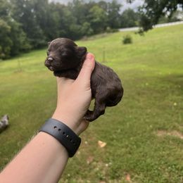 Tiny - Brown and white male Cockapoo puppy in Albany, Kentucky from Windy Pines Farm