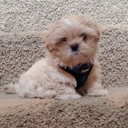 Shih Tzus from The Jelly Jar
