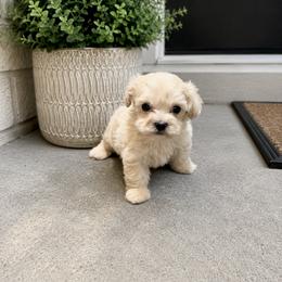 Goldendoodle and Maltipoo Puppies from ENC Goldendoodles And Maltipoos