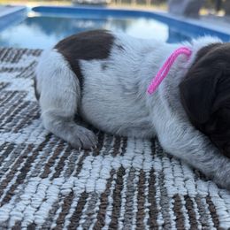Pink - Liver roan female German Shorthaired Pointer puppy in Huntington, Texas from B&B GSP’S