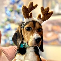 Ollie - Beagle
